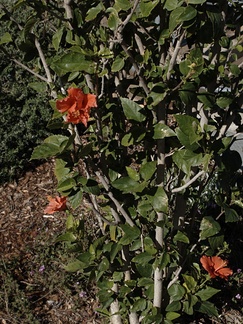 Hibiscus-rosa-sinensis-Moorpark-2009-03-05-IMG 1837