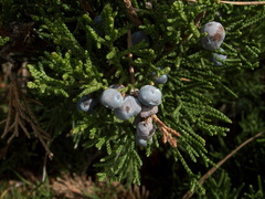 Juniperus-sp-berries-Moorpark-2010-02-11-IMG 3744