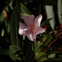 Nerium-oleander-Moorpark-2009-03-05-IMG 1866