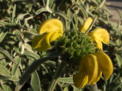 Phlomis-russeliana-Jerusalem-sage-Moorpark-2010-11-16-IMG 6537