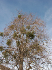 Phoradendron-in-leafless-sycamore-2013-01-29-IMG 3392