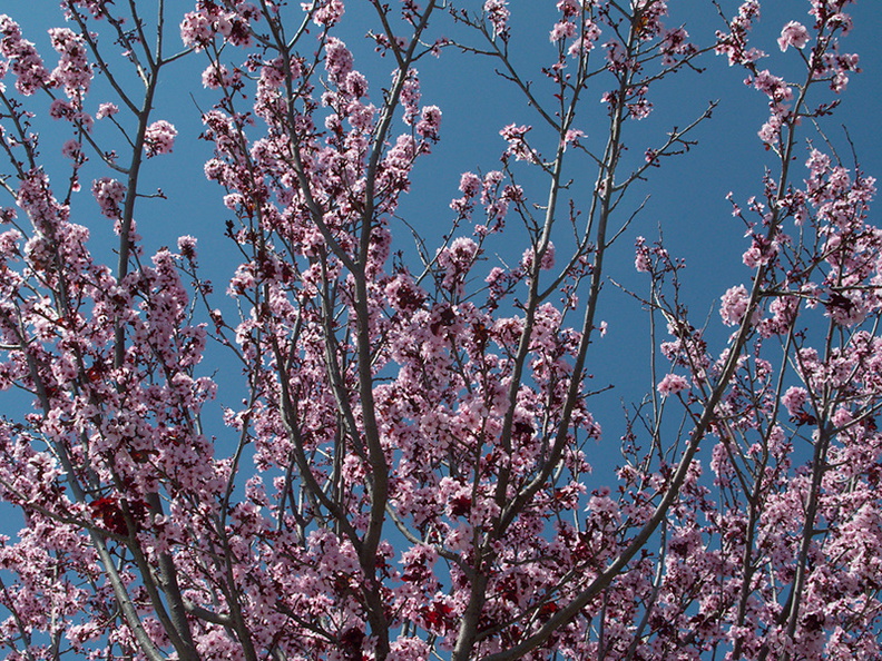 Prunus-sp-flowering-plum-Moorpark-2010-03-18-IMG_4043.jpg