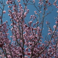 Prunus-sp-flowering-plum-Moorpark-2010-03-18-IMG_4043.jpg