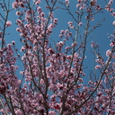 Prunus-sp-flowering-plum-Moorpark-2010-03-18-IMG 4043