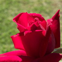 Rosa-hybrid-red-2009-11-17-IMG 3508