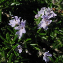 Rosmarinus-officinalis-rosemary-Moorpark-2009-03-05-IMG 1820
