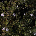Rosmarinus-officinalis-rosemary-Moorpark-2009-03-05-IMG 1871