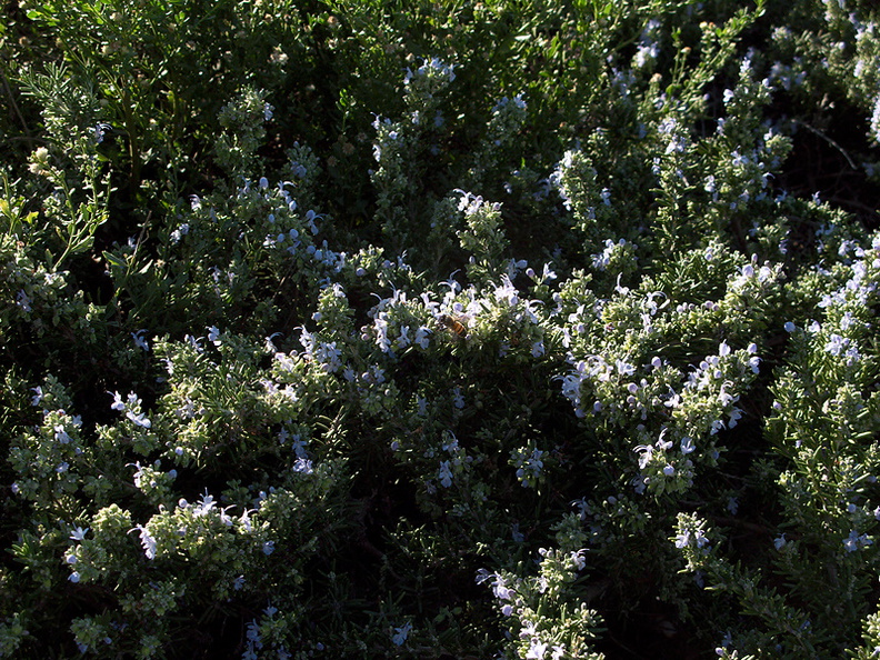 Rosmarinus-officinalis-rosemary-Moorpark-2009-11-17-IMG_3537.jpg