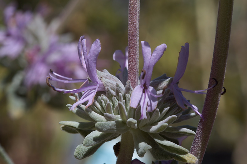 Salvia-leucophylla-pink-sage-2010-03-28-IMG_0027.jpg