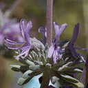 Salvia-leucophylla-pink-sage-2010-03-28-IMG 0027