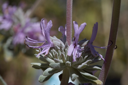 Salvia-leucophylla-pink-sage-2010-03-28-IMG 0027