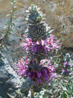 Salvia-leucophylla-pink-sage-Moorpark-2010-03-18-IMG 4034