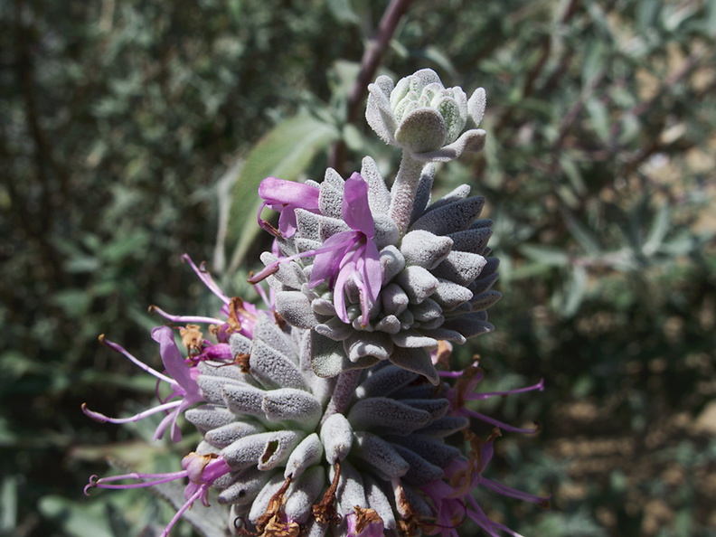 Salvia-leucophylla-purple-sage-Moorpark-2010-04-14-IMG 4380