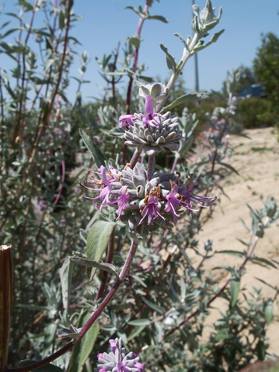 Salvia-leucophylla-purple-sage-Moorpark-2010-04-14-IMG 4381