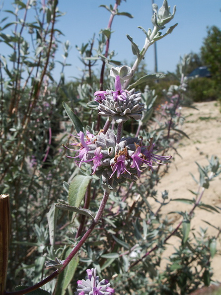 Salvia-leucophylla-purple-sage-Moorpark-2010-04-14-IMG_4381.jpg