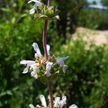 Salvia-mellifera-black-sage-Moorpark-2010-03-18-IMG_4039.jpg