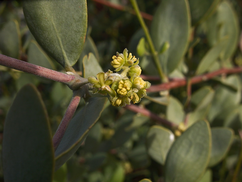 Simmondsia-chinensis-jojoba-ethnobotany-garden-2013-01-29-IMG_3378.jpg