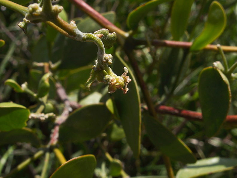 Simmondsia-chinensis-jojoba-pistillate-Moorpark-2010-04-14-IMG_4375.jpg