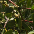 Simmondsia-chinensis-jojoba-pistillate-Moorpark-2010-04-14-IMG 4375