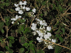 Trachelospermum-jasminoides-confederate-jasmine-Moorpark-2009-03-05-IMG 1811