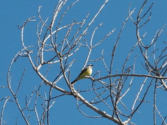 Western-kingbird-Tyrannus-verticalis-Moorpark-2010-04-05-IMG 4356