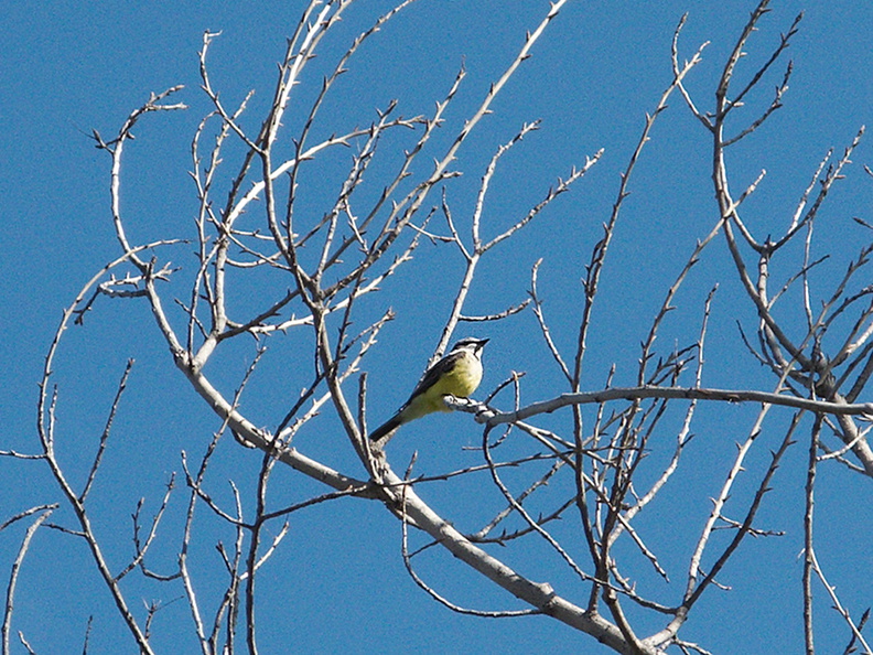 Western-kingbird-Tyrannus-verticalis-Moorpark-2010-04-05-IMG_4356.jpg