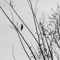 hummingbird-annas-male-2013-01-29-IMG_3398.jpg