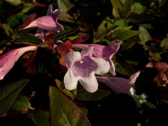 indet-Bignoniaceae-Moorpark-2010-01-14-IMG 3630