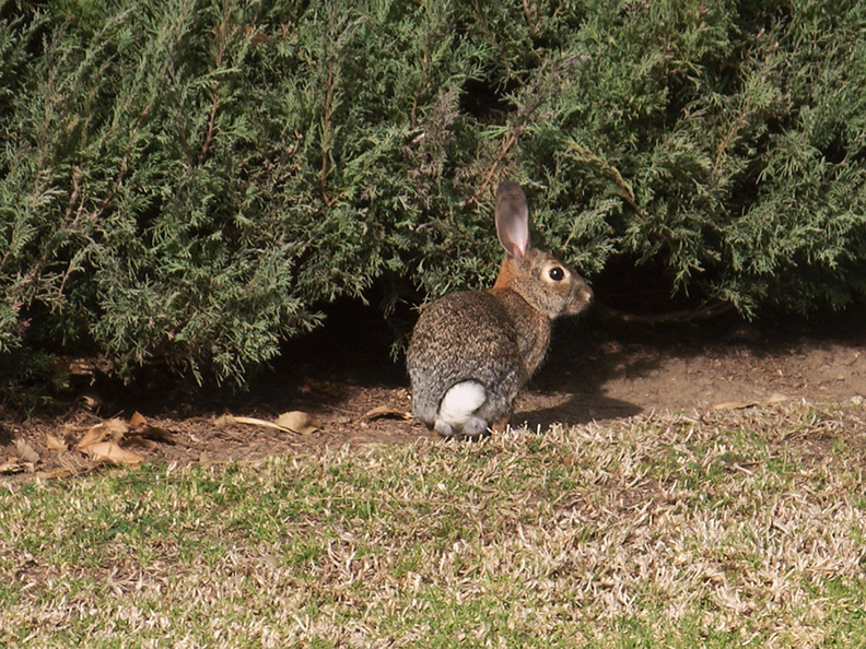 rabbit-near-Admin-2013-01-29-IMG_3395.jpg
