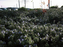 rosemary-Rosmarinus-officinalis-ethnobotany-garden-Moorpark-2011-11-28-IMG 0206