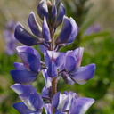 wildflower-slope-blue-lupines-Moorpark-2013-03-05-IMG 0246