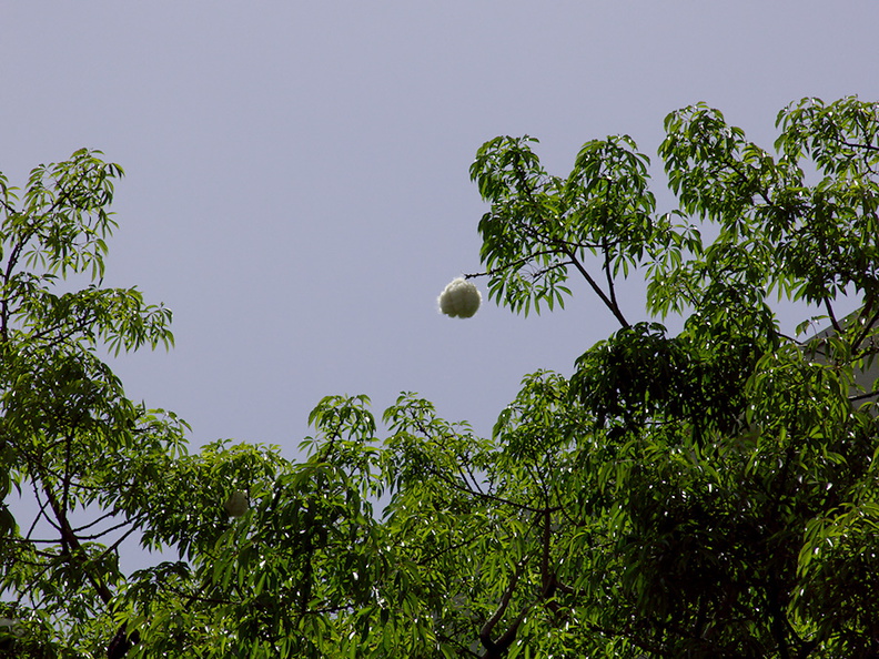 Ceiba-speciosa-silk-floss-tree-pods-Ventura-Schools-Admin-2013-05-15-IMG_0835.jpg