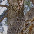 Quercus-suber-cork-oak-bark-Plaza-Park-Ventura-2013-11-09-IMG_3033.jpg
