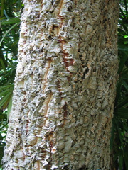 cork-oak-quercus-suber-central-CA-2008-07-31-IMG 1008
