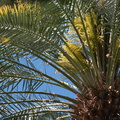 date-palm-inflorescences-Oasis-Date-Gardens-Thermal-CA-IMG_1085.jpg