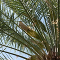 date-palm-inflorescences-in-paper-bags-Oasis-Date-Gardens-Thermal-CA-IMG_1087.jpg