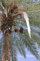dates-on-palm-Oasis-Date-Gardens-2010-11-19-IMG 1437