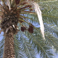 dates-on-palm-Oasis-Date-Gardens-2010-11-19-IMG 1437