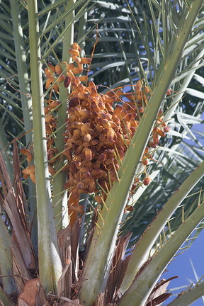 dates-on-palm-Oasis-Date-Gardens-2010-11-19-IMG 1441