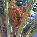 dates-on-palm-Oasis-Date-Gardens-2010-11-19-IMG 1441