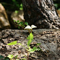 getty-villa-mushrooms-white-on-log.jpg