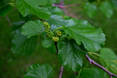 mulberry-fruits-New-Holstein-WI-2008-06-13-img 7358