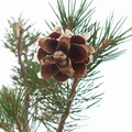 pinyon-Pinus-edulis-cone-with-one-seed-N-Joshua-Tree-2010-11-20-IMG 6623