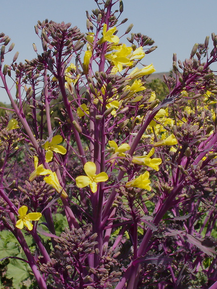 purple-cabbage-yellow-flowers-Underwood-Farms-2013-03-21-IMG_0373.jpg