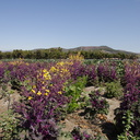 purple-cabbage-yellow-flowers-Underwood-Farms-2013-03-21-IMG 0374