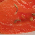 tomato vivipary2