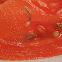 tomato vivipary2