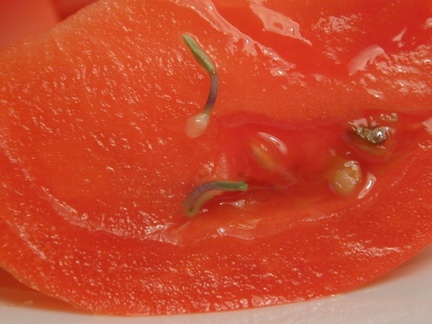 tomato vivipary2