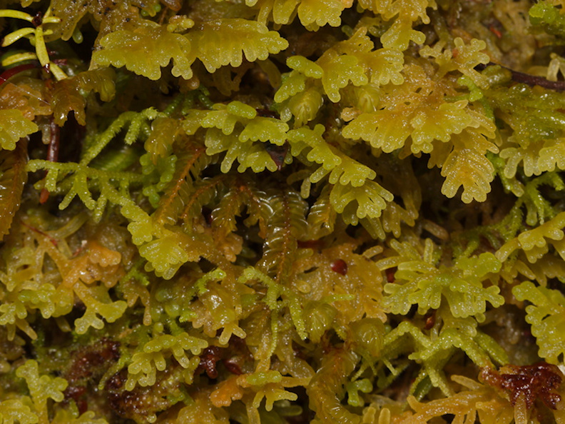 liverwort-Nothofagus-beech-forest-Bealeys-Valley-Arthurs-Pass-2013-06-14-IMG_8209.jpg