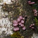 tiny-purple-bracket-fungi-Nothofagus-beech-forest-Bealeys-Valley-Arthurs-Pass-2013-06-14-IMG 1516